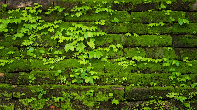 Musgo verde que crece en la pared de ladrillo viejo