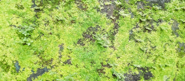 Foto el musgo verde en la roca es una vista común