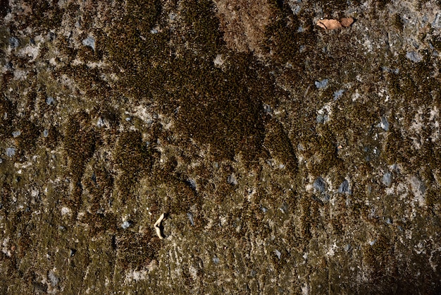 Musgo verde seco en textura de piedra y fondo