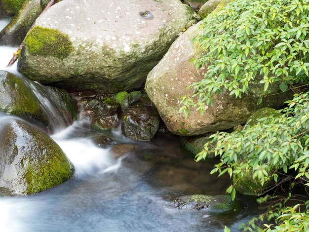 Musgo verde sobre piedras en un río en el bosque muy verde con una pequeña cascada