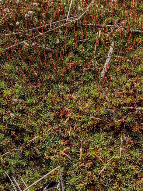 Foto musgo verde en el suelo en el bosque profundidad de campo poco profunda