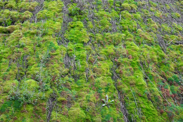 Musgo verde en el techo de una casa en el bosque. Plantas del bosque.