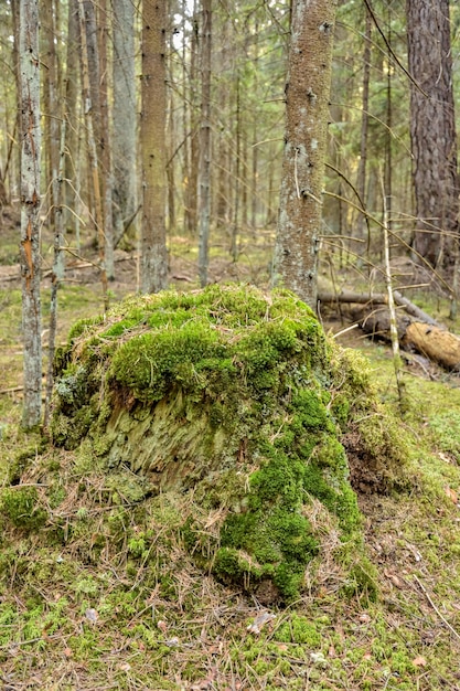 Musgo verde en el tocón de musgo en el bosque