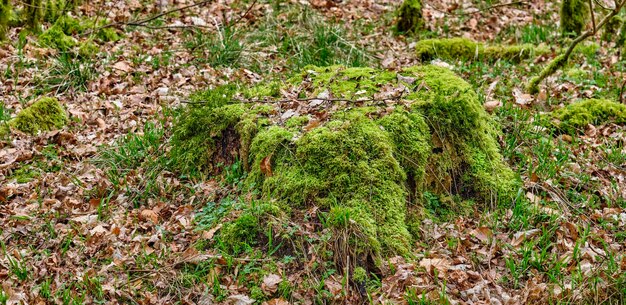 Musgo verde en un tocón con sendero forestal de hojas marrones secas en el campo para practicar senderismo y exploración Paisaje de troncos de árboles y enganches en el bosque en primavera