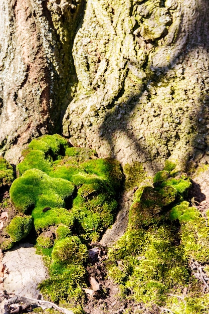 Musgo verde en el tronco del árbol