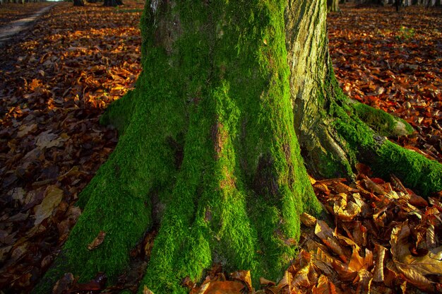 Musgo verde en el tronco de un árbol