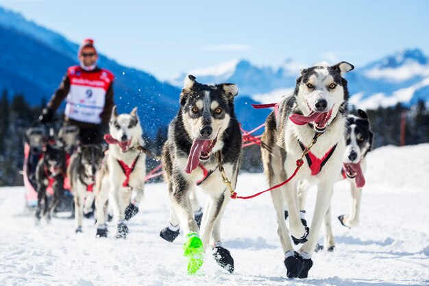 Musher escondido detrás del trineo en la carrera de perros de trineo en la nieve