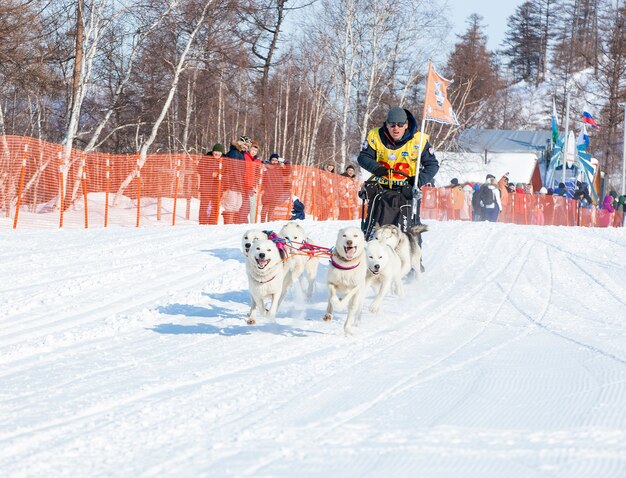 Musher Kamchatka da equipe de trenós puxados por cães