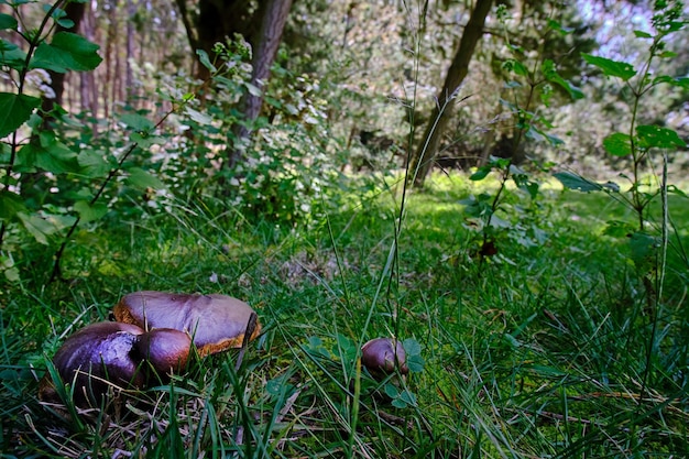 Mushrom Suillus luteus