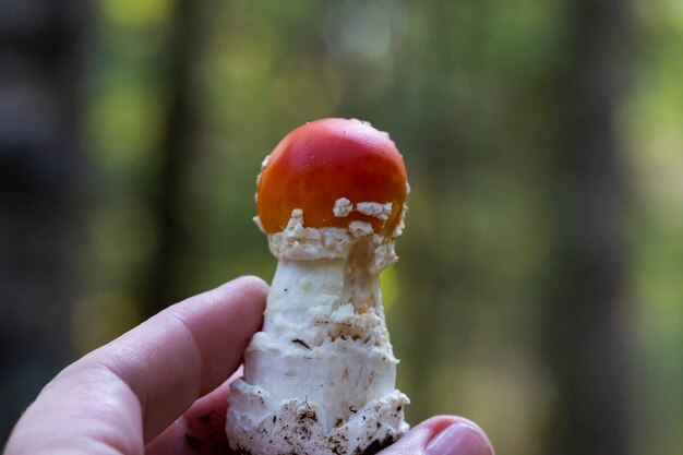 Mushroom fly agaric com um chapéu vermelho na mão em um fundo amarelo desfocado de outono