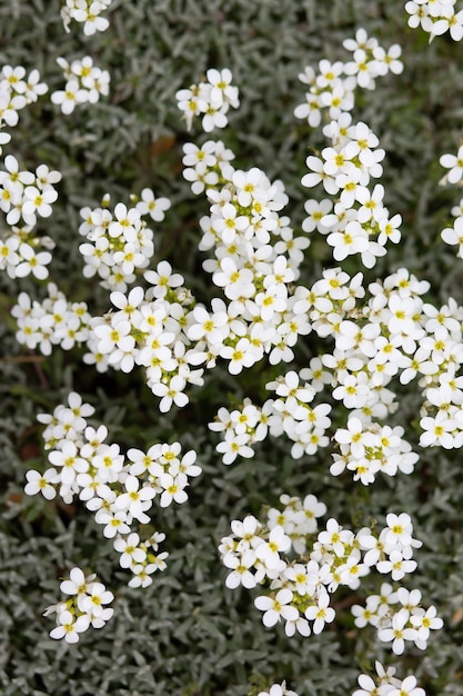 Musk tanacetum white bela planta medicinal cresce densamente no jardim na natureza