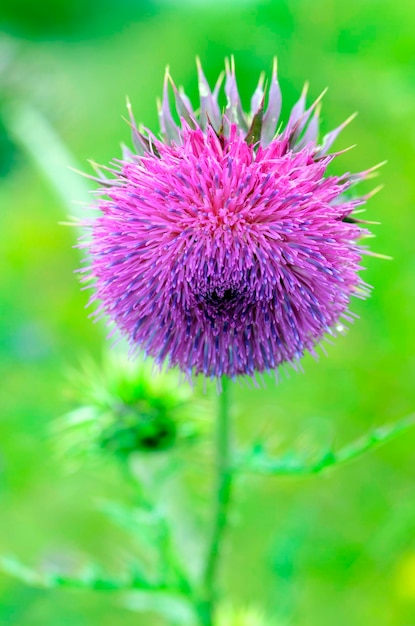 Musk thistle Carduus nutans em flor com um fundo verde