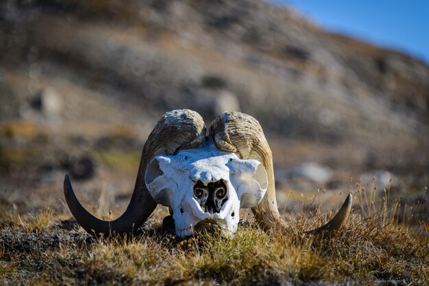 Muskox-Schädel (Ovibos moschatus) in der grönländischen Tundra