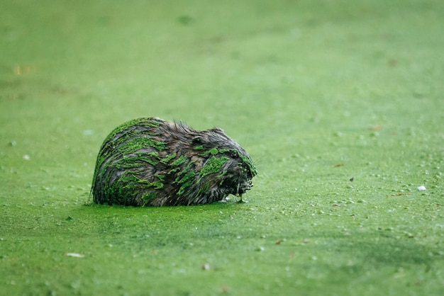 Foto muskrat in einem sehr grünen teich