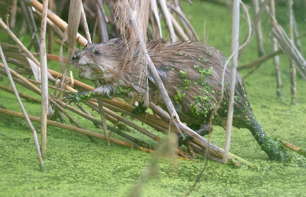 Muskrat Ondatra zibethicus Um animal sentado em uma lagoa comendo plantas