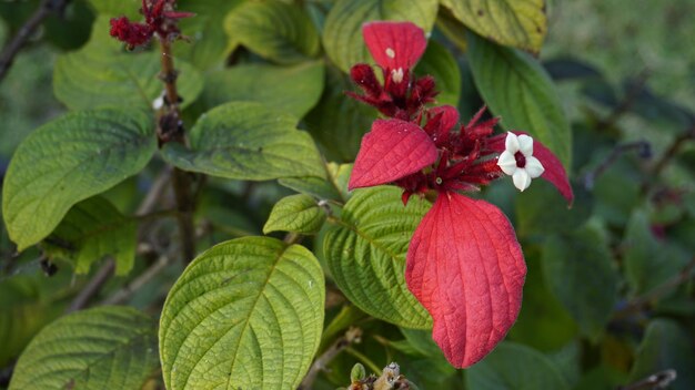 Mussaenda erythrophylla, auch als Ashanti-Blut bekannt