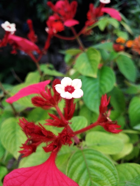 Foto mussaenda es un género de plantas con flores de la familia rubiaceae. vienen de áfrica y tropicales.