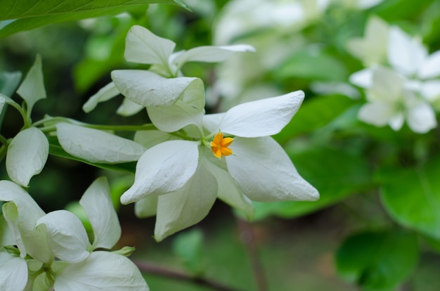 Mussaenda Philippica Virgen del árbol en el jardín, Tailandia