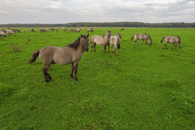 Foto mustangs brancos pastando grama nas terras agrícolas grupo de animais em pastagens cavalo selvagem ameaçado de extinção