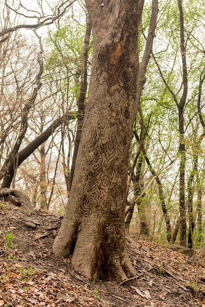 Muster auf der Rinde eines Baumes in den Gärten des Palastes Changdeokgung