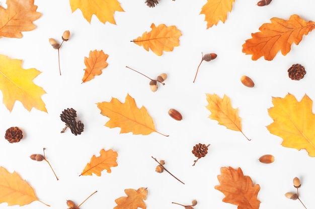 Muster aus Herbstlaub auf weißem Hintergrund.