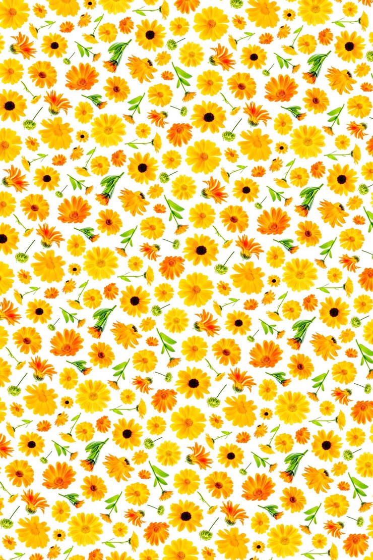 Muster aus orangefarbenen Blüten von Calendula auf weißem Hintergrund als Hintergrund oder Textur Frühlings-Sommer-Tapete für Ihr Design Draufsicht Flache Lage