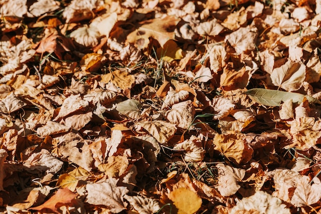 Muster aus trockenen gelben Blättern, die auf dem Boden liegen