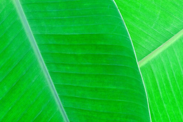 Muster des Bananenblattes für Hintergrund- und Naturdesign