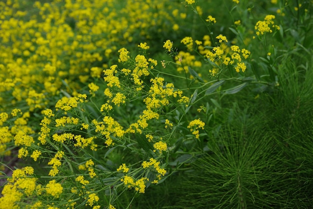 Muster mit gelben Blüten von Barbarea vulgaris, auch Winterkresse genannt