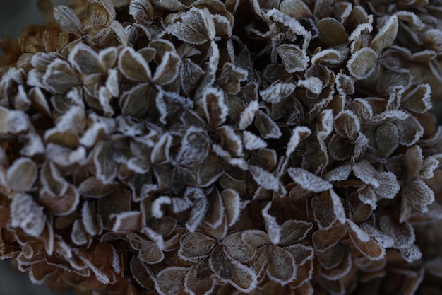 Muster trockener Hortensienblüten im Garten