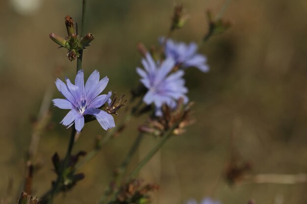 Muster von blauen Zichorienblüten auf der Wiese im Sommer