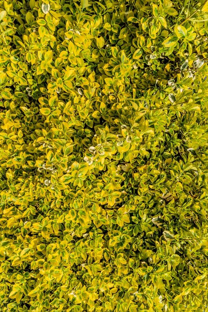 Muster von gelben neuen Blättern im Garten im Frühling