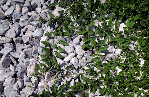 Muster von Kletterpflanzen auf Kieselsteinen eines weißen Meeres. Natursteine und Pflanzenhintergrund