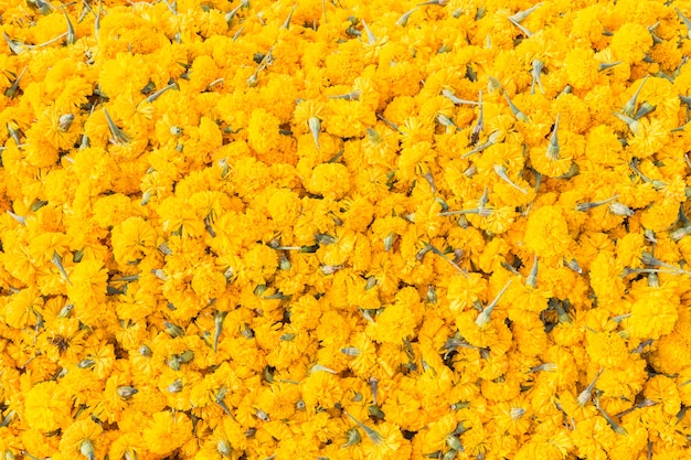Musterstapel der gelben Ringelblume blüht für Beschaffenheit und Hintergrund