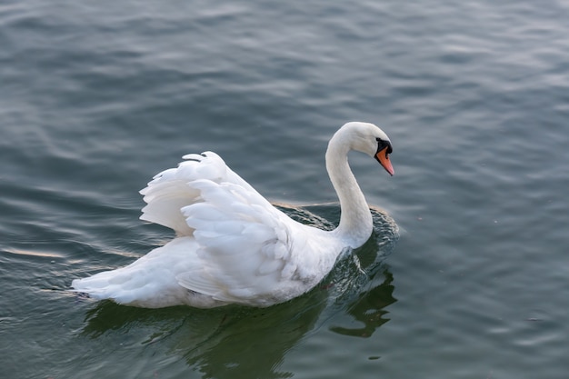 Mute Swan deslizándose por el lago Maggiore