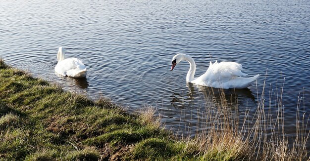 Mute swan em um lago na inglaterra