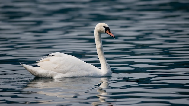 Mute Swan