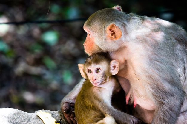 Mutter-Affenporträt in der Tierwelt, die unter dem Baum sitzt, kuschelte ihr Affenbaby im tropischen Wald