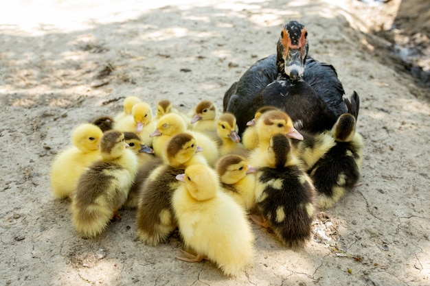 Mutter Ente mit ihren Entenküken. Es gibt viele Entenküken, die der Mutter folgen.