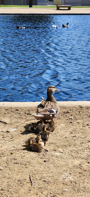 Mutter Ente und Entlein