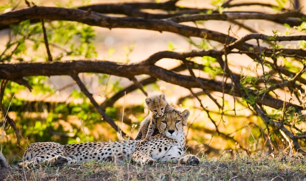 Mutter Gepard und ihr Junges in der Savanne.