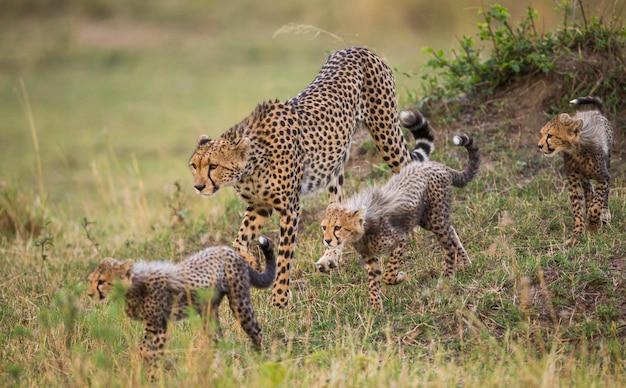 Mutter Gepard und ihre Jungen in der Savanne.