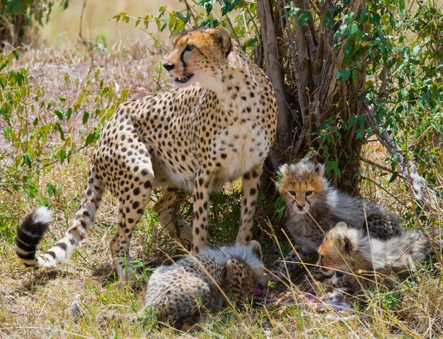 Mutter Gepard und ihre Jungen in der Savanne.