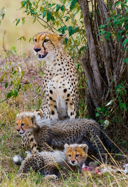 Mutter Gepard und ihre Jungen in der Savanne.