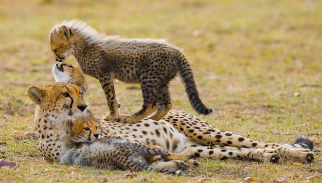 Mutter Gepard und ihre Jungen in der Savanne.