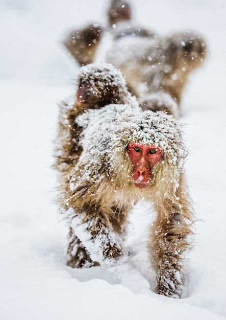 Mutter japanischer Makaken mit einem Baby auf dem Rücken geht zur heißen Quelle im tiefen Schnee