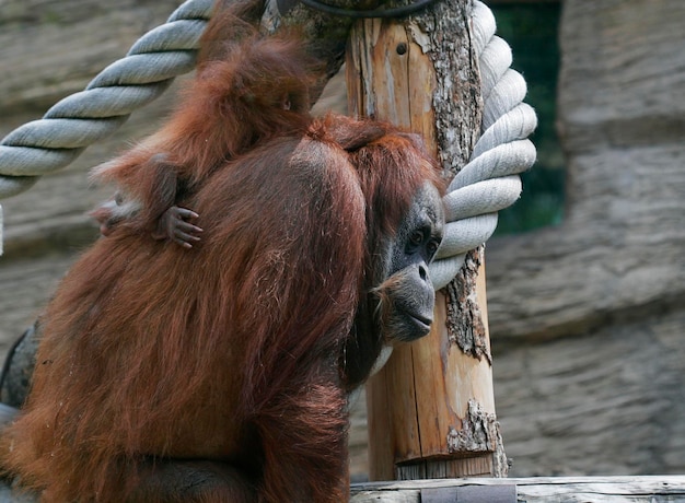 Mutter Orang-Utan mit ihrem süßen Baby