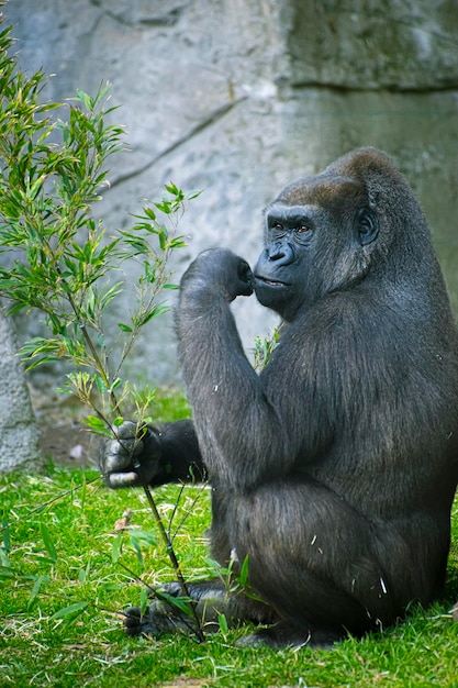 Mutter, riesiger und mächtiger Gorilla, natürliche Umgebung, riesiger Gorilla, der Pflanzen leise frisst