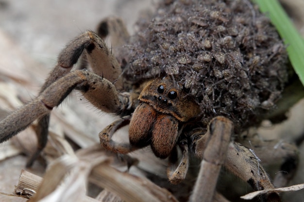 Mutter Spinne, die Spinnenbabys in ihrem Körper trägt