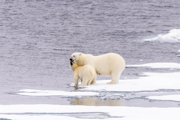 Mutter und Jungtier des Eisbären (Ursus maritimus) auf dem Packeis nördlich des arktischen Norwegens in Spitzbergen